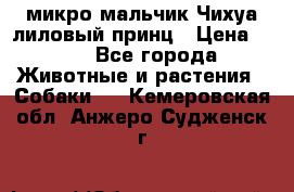 микро мальчик Чихуа лиловый принц › Цена ­ 90 - Все города Животные и растения » Собаки   . Кемеровская обл.,Анжеро-Судженск г.